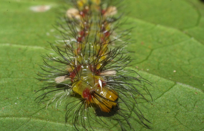 Fig. 6. Detalle del cuello y pelos, <i>Cosmosoma orathidia</i> (Erebidae). (08-SRNP-41171-DHJ442424).