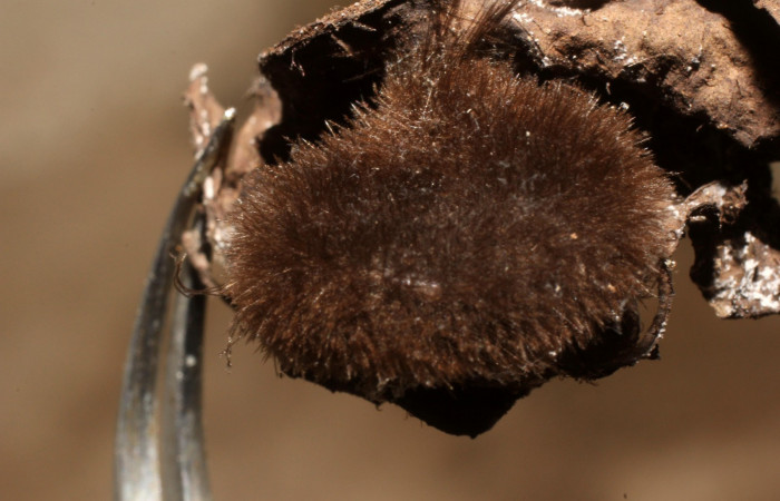 Fig. 18. Detalle de prepupa y en su interior hay un parásito <i>Carcelia</i> Janzen41 (Erebidae). (12-SRNP-2425-DHJ801057.)