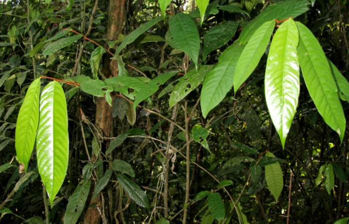 Fig. 2. Planta hospedera donde se alimenta <i>Cosmosoma orathidia</i> (Erebidae) <i>Anaxagorea classipetala</i>, (Annonaceae). Foto, Parataxónomo José Pérez, Estación Biológica Caribe, Marzo 2020.
