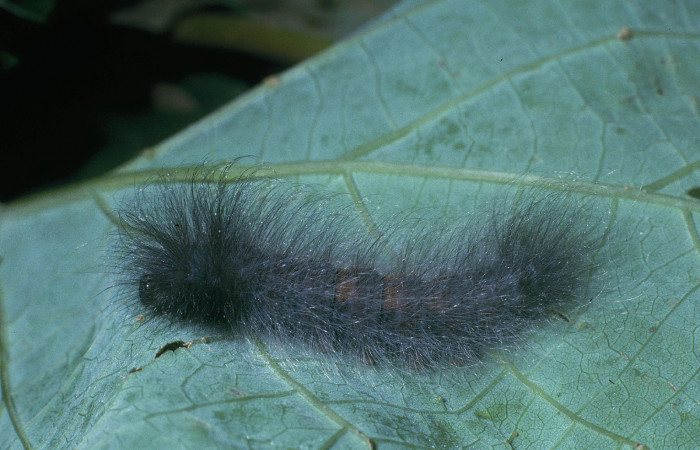 Figura 5. Larva <i>Ephoria lybia</i> (Apatelodidae). Posición lateral entero en la hoja de la planta de <i>Gmelina arborea</i> (introducido) (Lamiaceae). San Cristóbal .04-SRNP-2861-DHJ84391.jpg