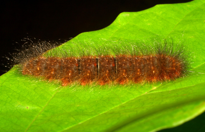 Figura19. Larva <i>Ephoria</i> lybiaDHJ03 (Apatelodidae). Posición dorsal entero en la hoja de la planta de <i>Xylophragma seemannianum</i> (Bignoniaceae). Sector Santa Rosa. 06-SRNP-21582-DHJ411920.jpg.