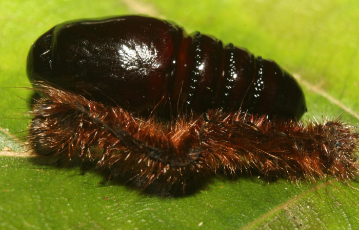 Figura15. Pupa <i>Ephoria lybia</i> (Apatelodidae). Pupa junto a la piel de la larva. 19-SRNP-71180-DHJ752045.jpg.