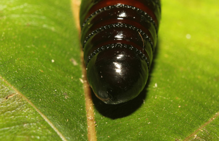 Figura16. Pupa i[]Ephoria lybia</i> (Apatelodidae). 19-SRNP-71180-DHJ752046.jpg.     