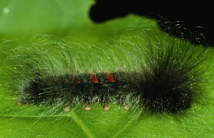 Figura 4. Larva <i>Ephoria lybia</i> (Apatelodidae). Posición lateral entero en la hoja de la planta de <i>Tabebuia rosea</i> (Bignoniaceae). Sector Santa Rosa .96-SRNP-6949-DHJ28005.jpg.