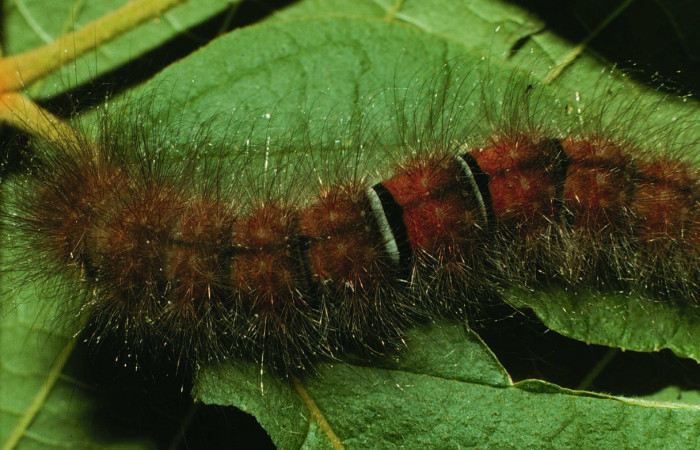 Figura12. Larva <i>Ephoria lybia</i> (Apatelodidae). Posición dorsal entero en la hoja de la planta de <i>Handroanthus ochraceus</i> (Bignoniaceae). Sector Santa Rosa. 96-SRNP-7199-DHJ28150.jpg.