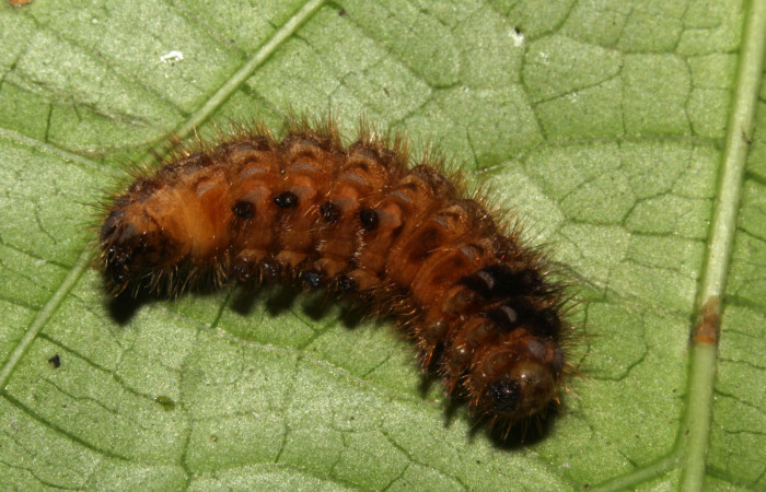 Figura14. Prepupa <i>Ephoria lybia</i> (Apatelodidae). Posición ventral entero. 19-SRNP-31077-DHJ765674.jpg.