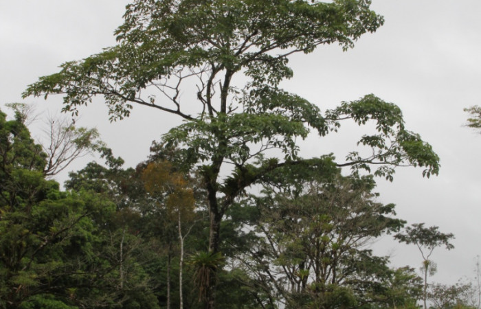 Figura 1. Estación Biológica Wege, Sector Rincón Rainforest, Area de Conservación Guanacaste, (elevación 346 metros). BB028833.