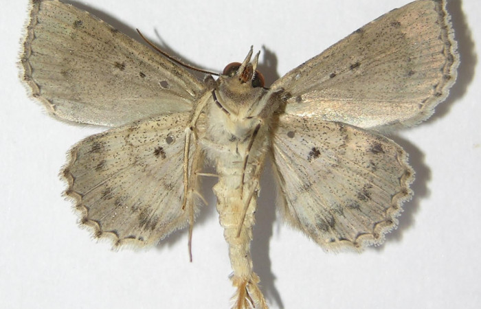 Fig.10.  Adulto <i>Antiblemma</i> Poole26  ventral  macho
Voucher: 09-SRNP-76425-DHJ522027.jpg