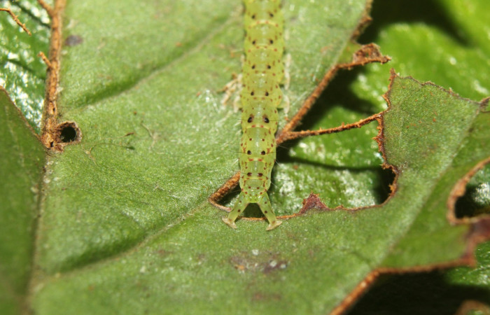 Fig.2 Larva <i>Antiblemma</i> Poole26  en penúltimo estadío mostrando estructura del último segmento, característica del grupo   Voucher: 17-SRNP-72637-DHJ738986.jpg