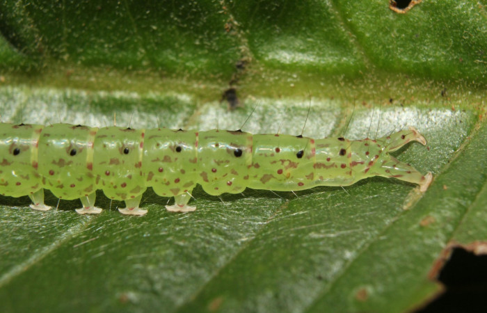 Fig.3 Larva <i>Antiblemma</i> Poole26 en penúltimo estadío mostrando la parte propatas.  Voucher: 17-SRNP-72637-DHJ741029.jpg