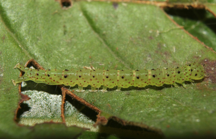 Fig.5  Larva <i>Antiblemma</i> Poole 26 en último estadío mostrando puntos de la parte dorsal . Voucher: 17-SRNP-72637-DHJ738987.jpg