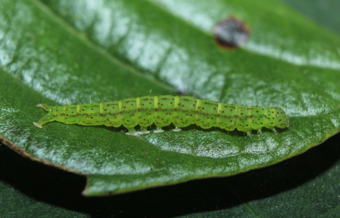 Fig.6 Larva <i>Antiblemma</i> Poole33 en último estadío mostrando diferencia entre especies.  Voucher: 15-SRNP-70264-DHJ726840.jpg