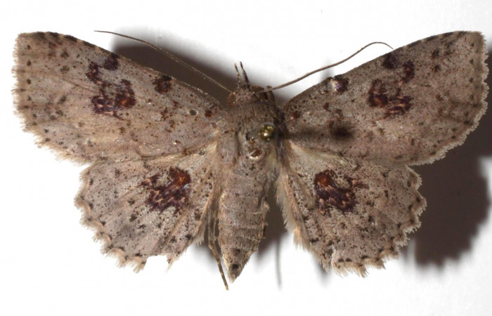 Fig.7 Adulto <i>Antiblemma</i> Poole26  dorsal. Hembra. Voucher: 17-SRNP-72637-DHJ933922.jpg