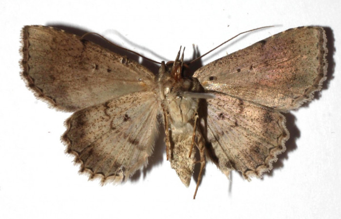 Fig.8 Adulto <i>Antiblemma</i> Poole26  ventral. Hembra. Voucher: 17-SRNP-72637-DHJ933923.jpg