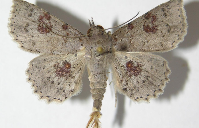 Fig.9  Adulto <i>Antiblemma</i> Poole26  dorsal. Macho. Voucher: 09-SRNP-76425-DHJ522026.jpg