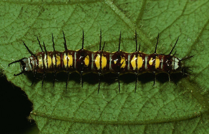 Figura 3. Larva de <i>Eueides aliphera</i> (Nymphalidae). Vista dorsal, último estadío, 22 mm. Foto 21/Agosto/2002. Voucher: 02-SRNP-28548-DHJ69418.jpg.