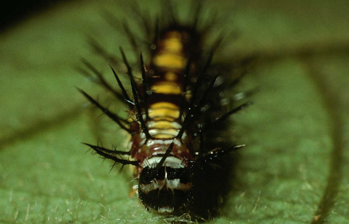 Figura 5. Larva de <i>Eueides aliphera</i> (Nymphalidae). Cabeza de frente, último estadío, 22 mm. Foto 21/Agosto/2002. Voucher: 02-SRNP-28548-DHJ69421.jpg.