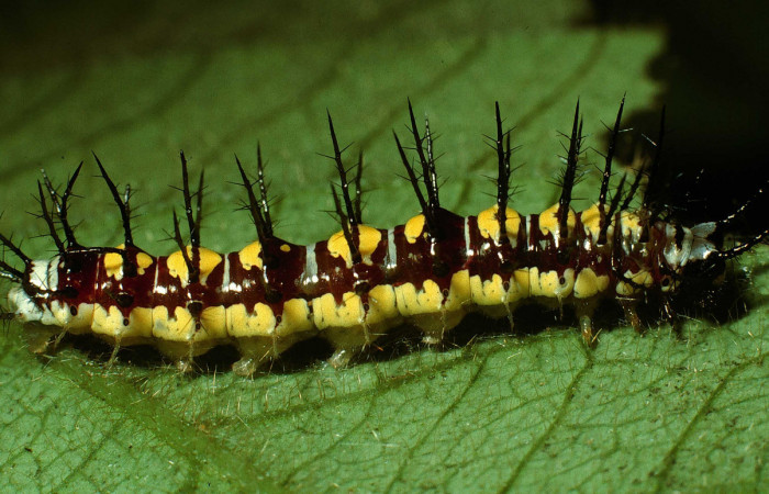 Figura 4. Larva de <i>Eueides aliphera</i> (Nymphalidae). Vista lateral, último estadío, 22 mm. Foto 21/Agosto/2002. Voucher: 02-SRNP-28548-DHJ69427.jpg.