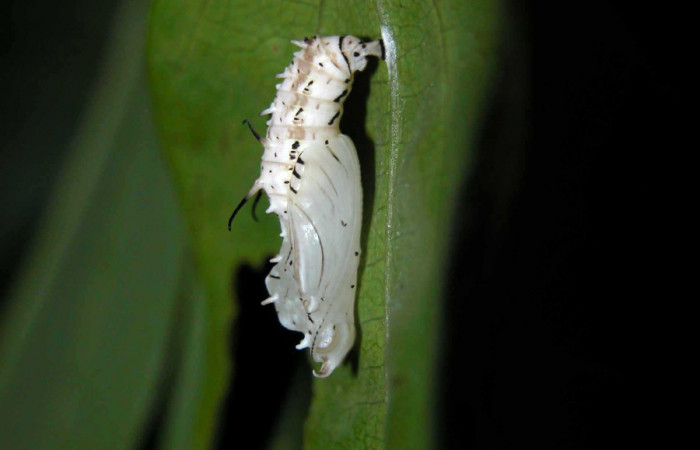Figura 8. Pupa lateral <i>Eueides</i> alipheraDHJ01 (Nymphalidae). Foto 22/Abril/2003. Voucher: 03-SRNP-3765-DHJ400483.jpg.