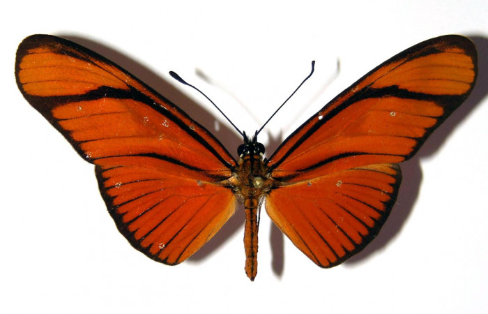 Figura 9. Vista dorsal <i>Eueides</i> alipheraDHJ01 (Nymphalidae), envergadura alar 56 mm. Voucher: 03-SRNP-3765-DHJ96246.jpg. 