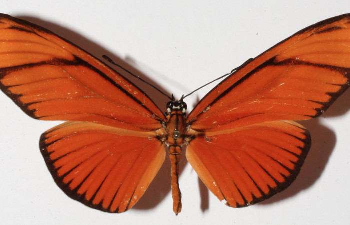 Figura 13. Vista dorsal <i>Eueides</i> alipheraDHJ02 (Nymphalidae), envergadura alar 61 mm. Voucher: 15-SRNP-20444-DHJ907996.jpg. 