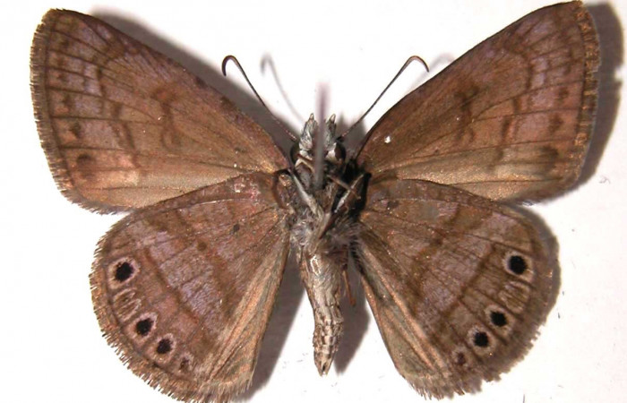 Fig. 8  Adulto <i>Timochreon satyrus</i>, vista ventral (macho) 31 mm. Voucher 02-SRNP-15405-DHJ36981.