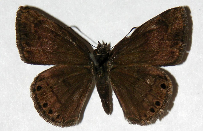 Fig. 9  Adulto <i>Timochreon satyrus</i>, vista dorsal (hembra) 31 mm. Voucher 04-SRNP-26992-DHJ323378.
