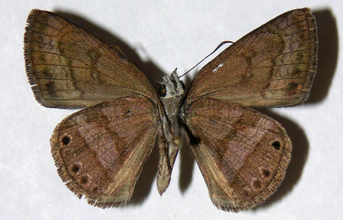 Fig. 10  Adulto <i>Timochreon satyrus</i>, vista dorsal (hembra) 31 mm. Voucher 04-SRNP-26992-DHJ323379.
