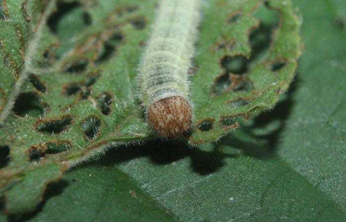 Fig. 1 Larva <i>Timochreon satyrus</i>, vista de frente,  en penúltimo estadio. Sector Quica. Voucher 16-SRNP-71870-DHJ733463.jpg.