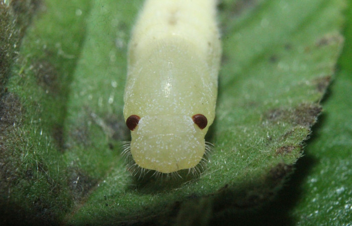 Fig. 6  Pupa de larva <i>Timochreon satyrus</i>, vista desde el frente. Estación Biológica  Quica.
Voucher 16-SRNP-71870-DHJ733484.jpg.