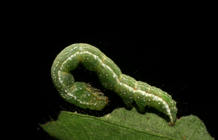 Figura 9. Larva <i>Cecharismena josealis</i>, (Erebidae), vista lateral. (06-SRNP-30199-DHJ409777).