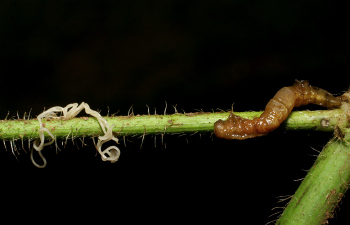 Figura 16. Detalle de parásito <i>Romanomermis</i> Janzen1913, (Mermithidae) (izquierda), parasita a
<i>Cecharismena josealis</i> (derecha). (07-SRNP-33646-DHJ430838).