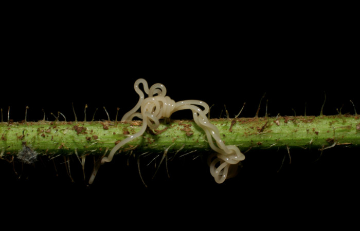 Figura 17. Detalle de parásito <i>Romanomermis</i> Janzen1913, (Mermithidae), parasita a
<i>Cecharismena josealis</i>. (07-SRNP-33646-DHJ430840).