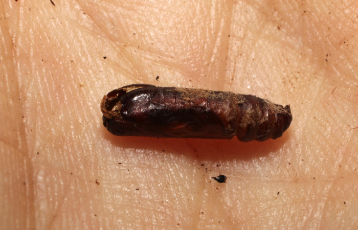 Figura 14. Detalle de exuvia de pupa <i>Cecharismena josealis</i>, atacada por mosca parásita  <i>Xanthopimpla aurita</i>, (Tachinidae). (09-SRNP-23232-DHJ495916).