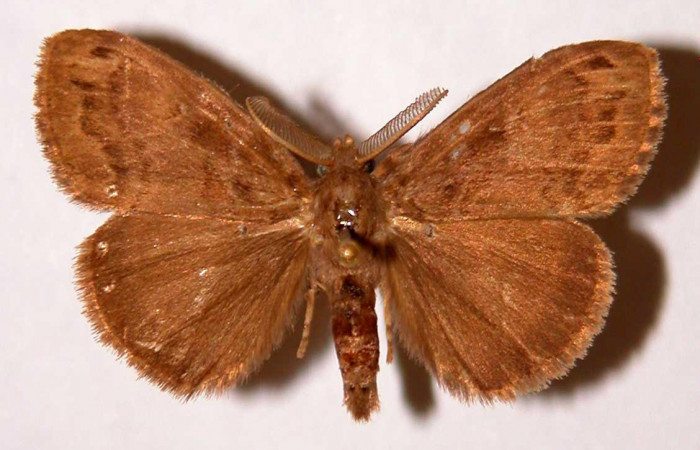 Fig.1 Adulto <i>Orgyia povera</i>, mostrando la parte dorsal.Voucher: 93-SRNP-2425-DHJ33890.