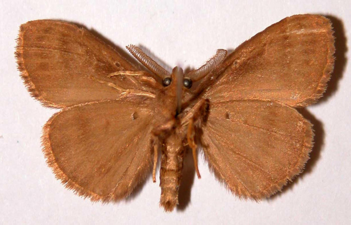 Fig.2 Adulto <i>Orgyia povera</i>, mostrando la parte ventral.Voucher: 93-SRNP-2425-DHJ33891.