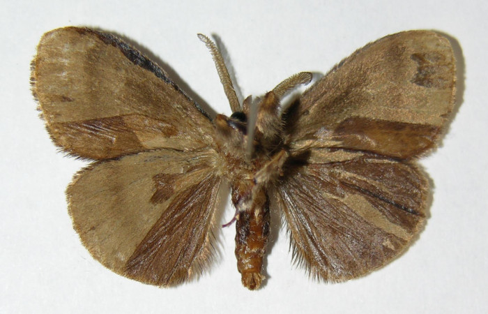 Fig.4 Adulto <i>Orgyia povera</i>, mostrando la parte ventral.Voucher: 02-SRNP-12140-DHJ338439.