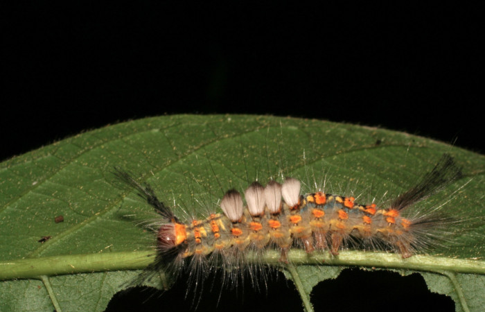 Fig. 6 Larva <i>Orgyia povera</i>, mostrando la vista lateral. Voucher: 05-SRNP-56366-DHJ408258.jpg.