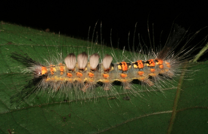 Fig. 7 Larva <i>Orgyia povera</i>, mostrando la parte lateral. Voucher: 05-SRNP-56366-DHJ408263.jpg.