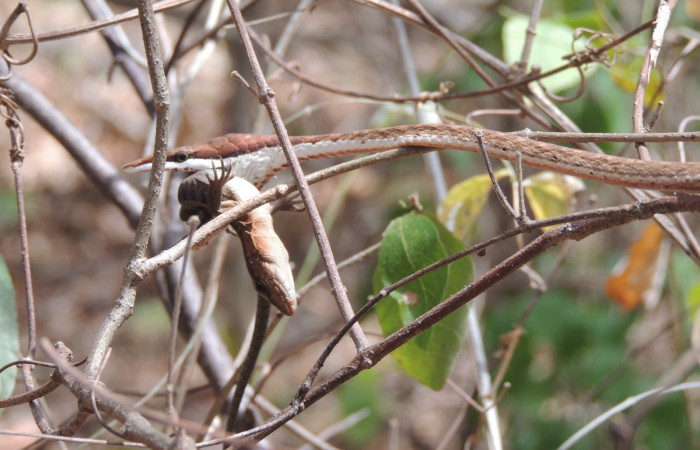 Marzo 2020  Sector Santa Rosa  Foto: Juan Hernández