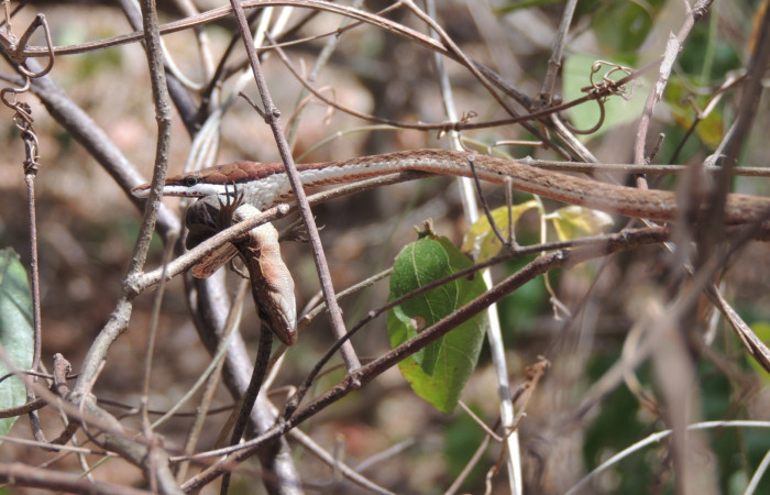 Marzo 2020  Sector Santa Rosa  Foto: Juan Hernández