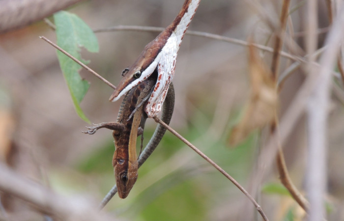 Marzo 2020  Sector Santa Rosa  Foto: Juan Hernández