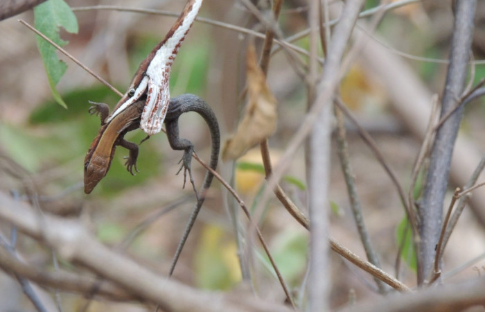Marzo 2020  Sector Santa Rosa  Foto: Juan Hernández