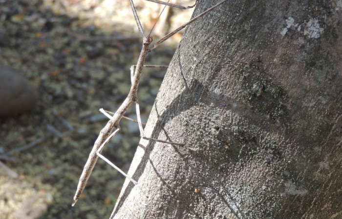 Marzo 2020  Sector Santa Rosa (Parque Nacional Santa Rosa)  Foto: Juan Hernández