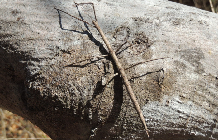 Marzo 2020  Sector Santa Rosa (Parque Nacional Santa Rosa)  Foto: Juan Hernández