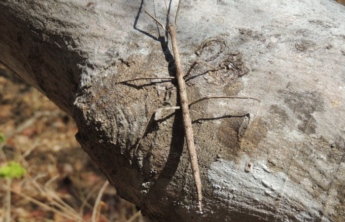 Marzo 2020  Sector Santa Rosa (Parque Nacional Santa Rosa)  Foto: Juan Hernández