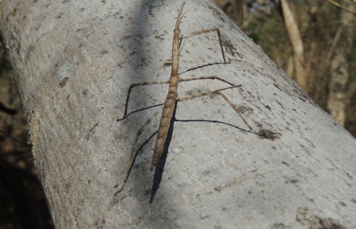 Marzo 2020  Sector Santa Rosa (Parque Nacional Santa Rosa)  Foto: Juan Hernández