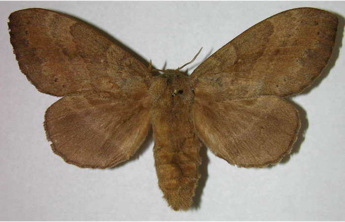 Fig.1.Hembra de <i>Prorifrons tremula</i>. En posición dorsal, de 107mm de longitud. Voucher : 07-SRNP-32601-DHJ376186.jpg.