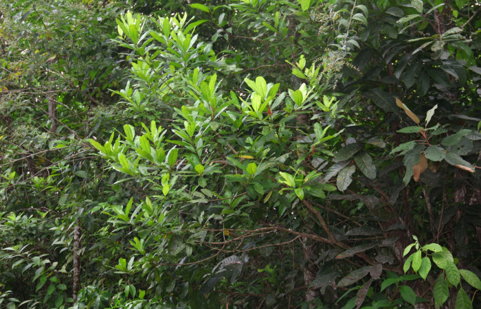 Fig 11. Mostrando ramas de <i>Vochysia guatemalesis</i>, planta hospedera de <i>Prorifrons tremula</i>, a orilla del camino principal hacia Estación Pitilla.