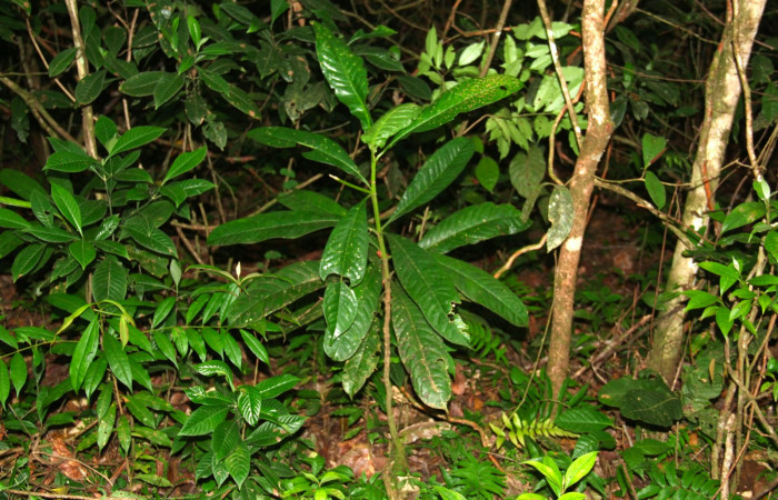 Fig 12. Planta de <i>Vochysia guatemalesis</i>, planta hospedera de <i>Prorifrons tremula</i>, de pocos centímetros de crecimiento.